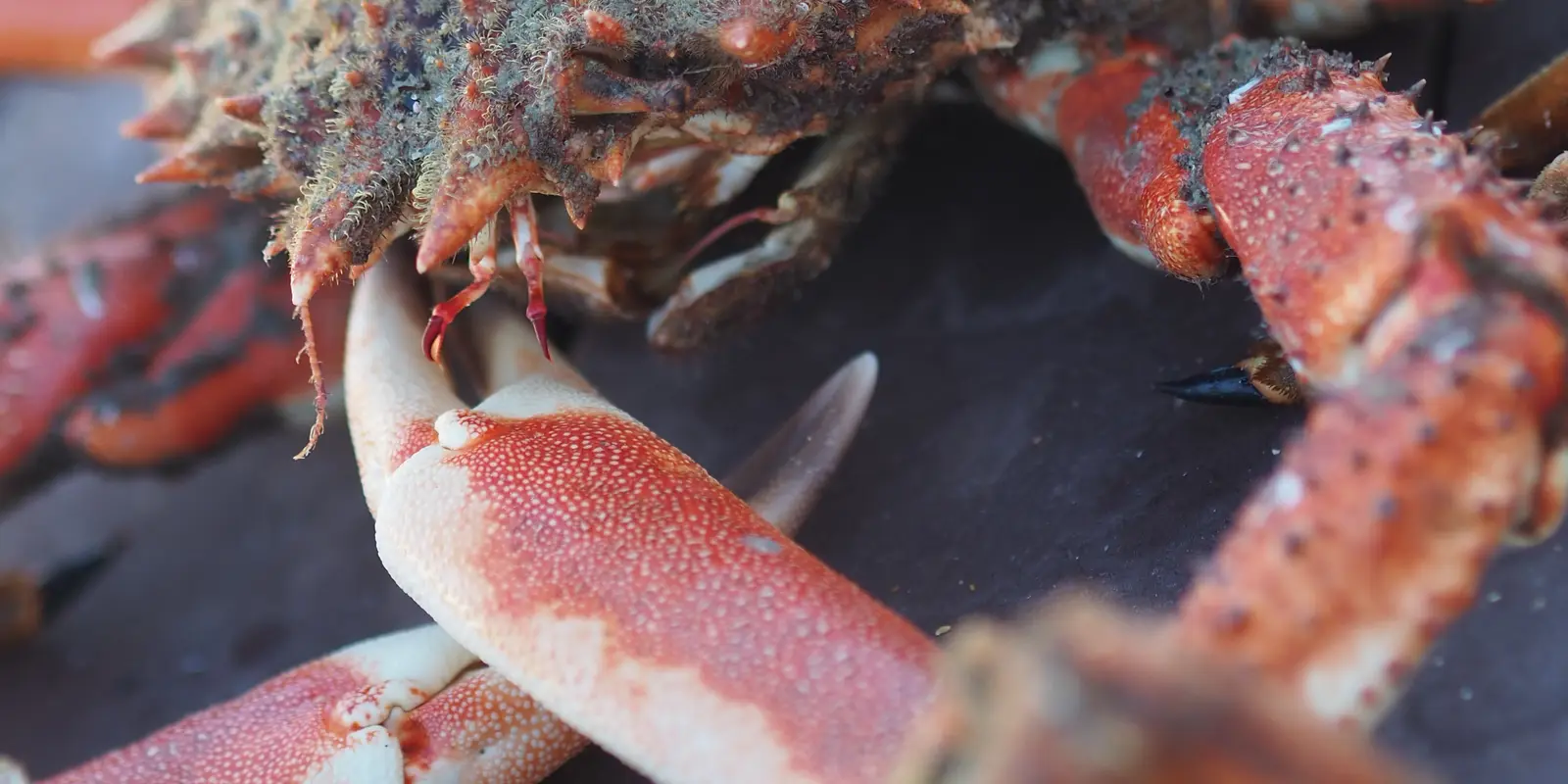 Araignée de mer cuite, carapace épineuse et pince orangée, en gros plan