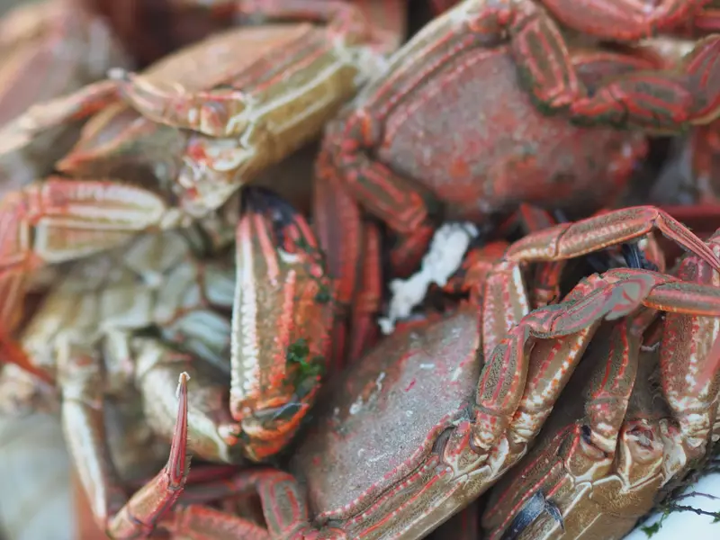 Passoire remplie d'étrilles tout juste cuites et égouttées