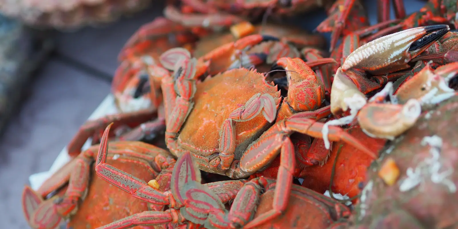 Étrilles cuites et orangées, servies sur un plateau de fruits de mer
