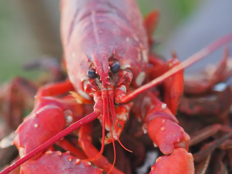 Homard européen cuit, la carapace virée au rouge, posé sur des crabes cuits
