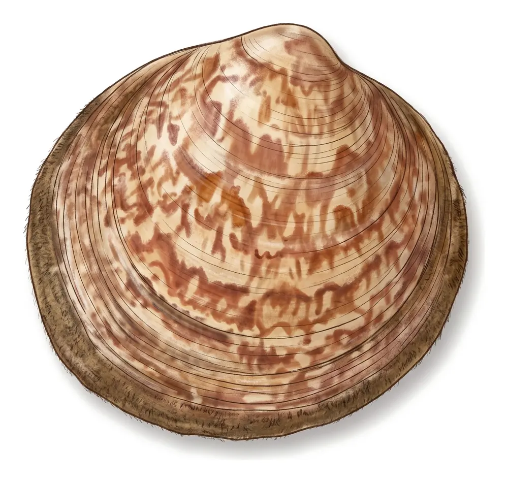 Amande De Mer, illustration naturaliste