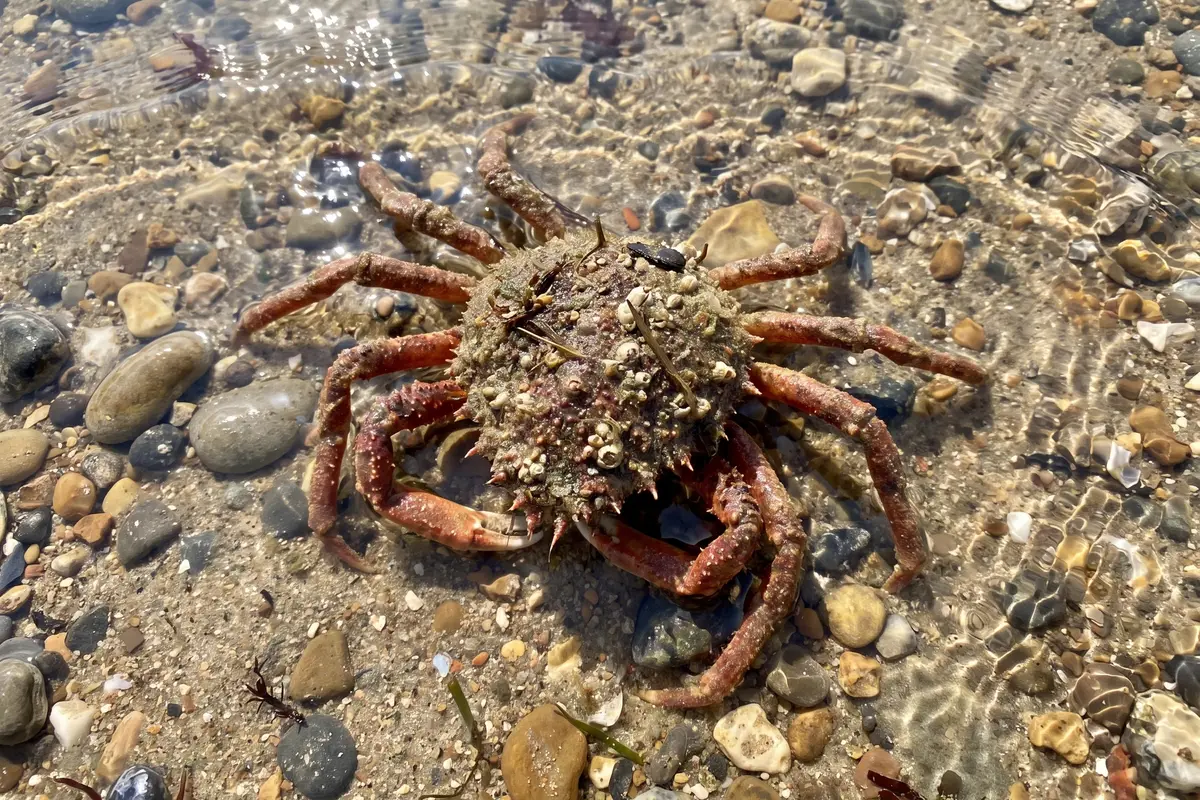 Araignée de mer sur l'estran
