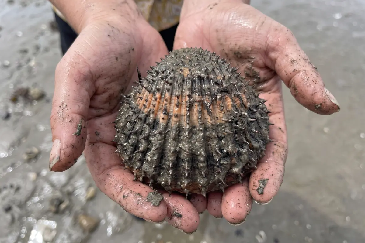 Bucarde épineuse sur l'estran