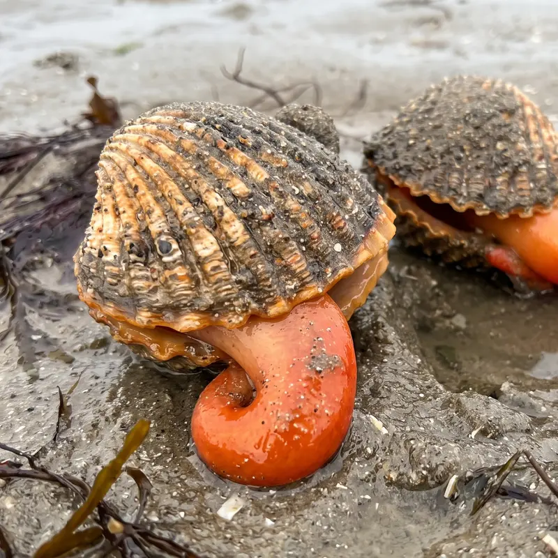 Bucarde tuberculée sur l'estran, coquille visible