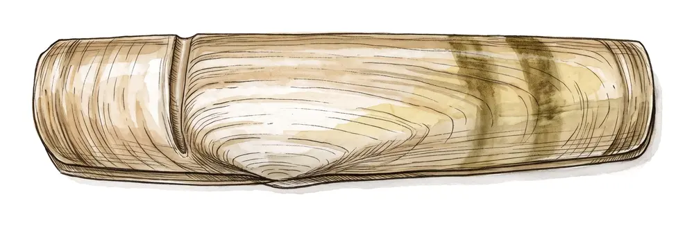 Couteau Gousse, illustration naturaliste