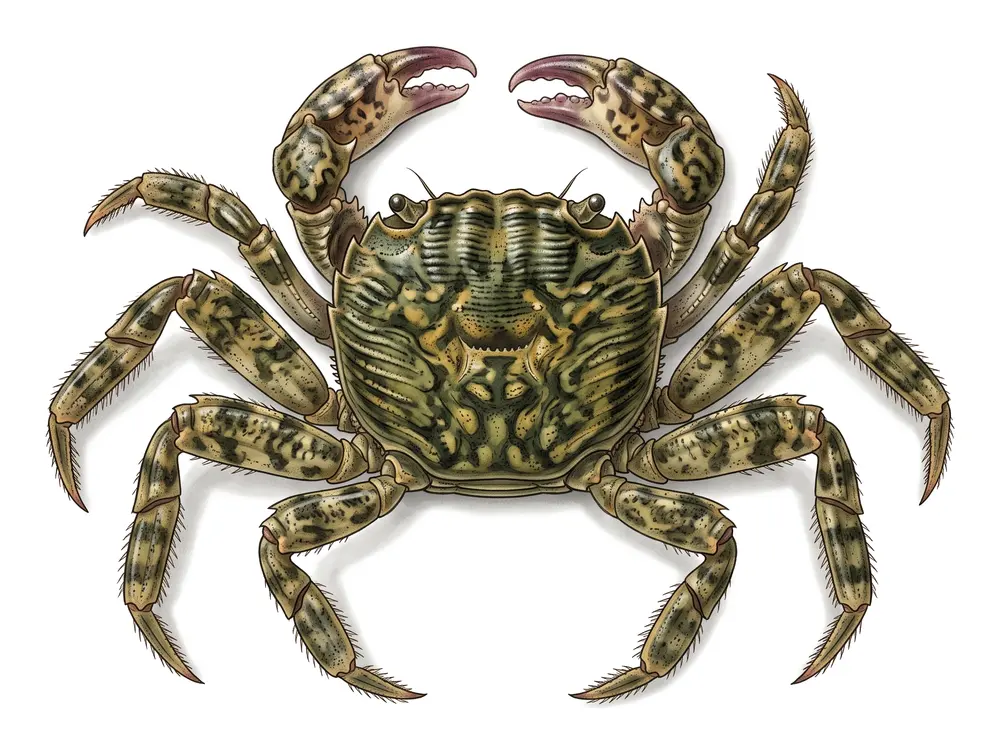 Crabe Marbré, illustration naturaliste