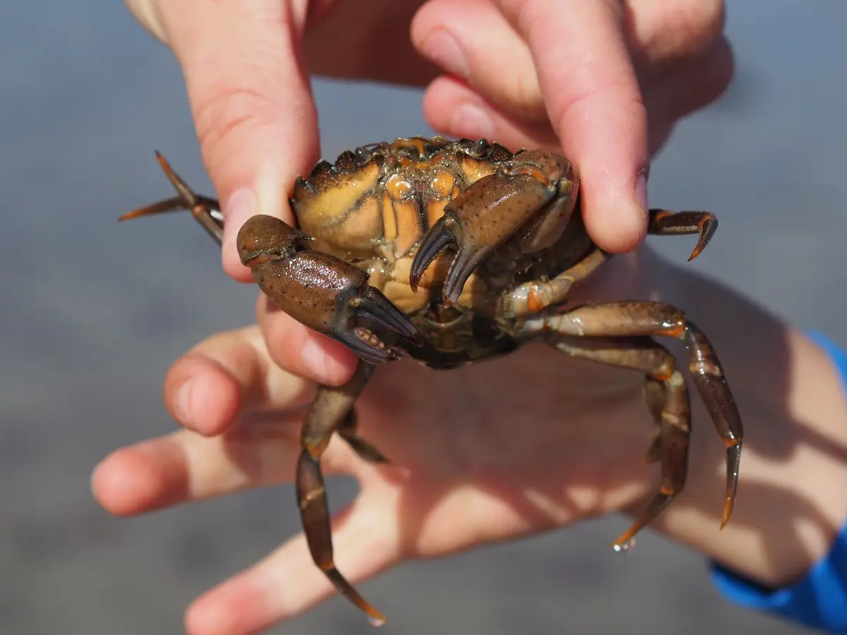 Crabe vert tenu à la main et retourné, abdomen replié sous le corps visible