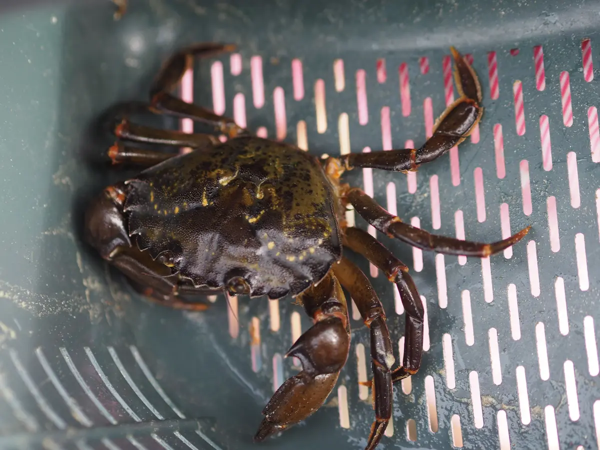 Crabe vert vu de dessus dans un panier de pêche, carapace sombre élargie vers l'avant et dents du bord visibles