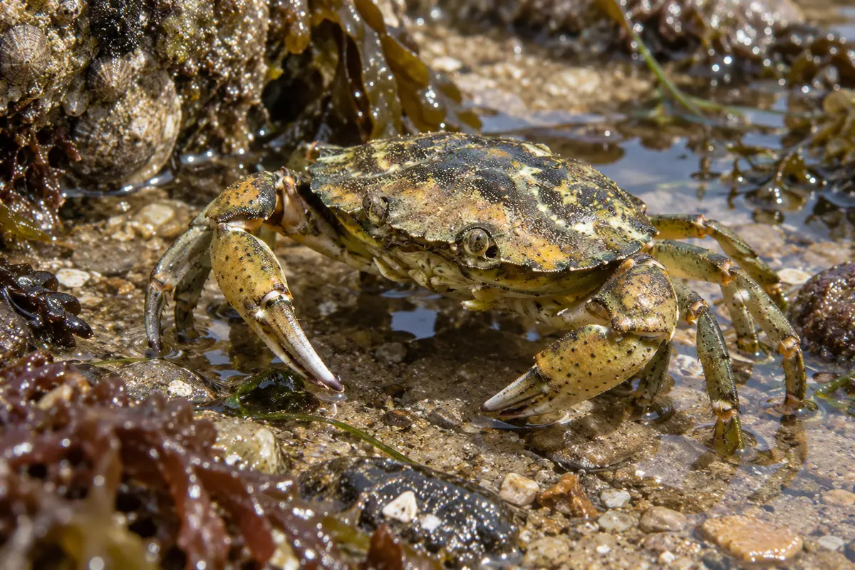 Crabe vert sur l'estran