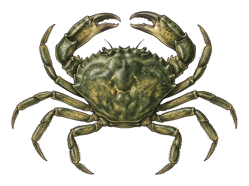 Crabe Vert, illustration naturaliste