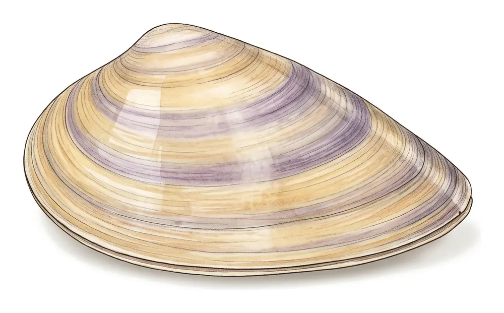 Donace, illustration naturaliste