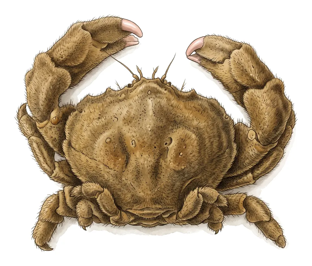 Dromie, illustration naturaliste