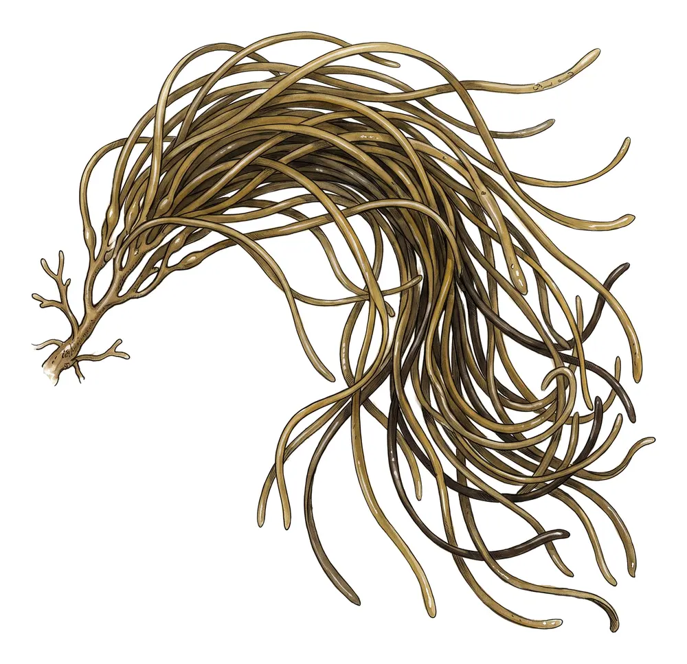 Haricot De Mer, illustration naturaliste