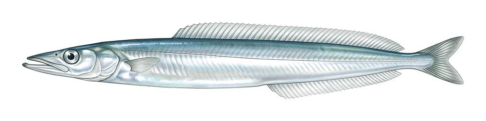 Lançon, illustration naturaliste