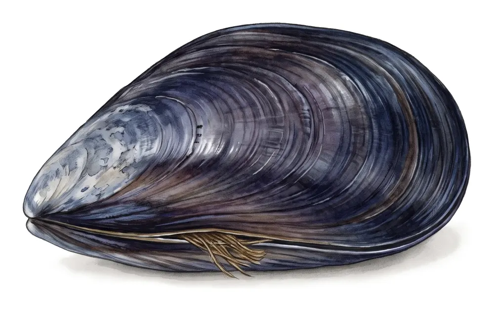 Moule De Méditerranée, illustration naturaliste