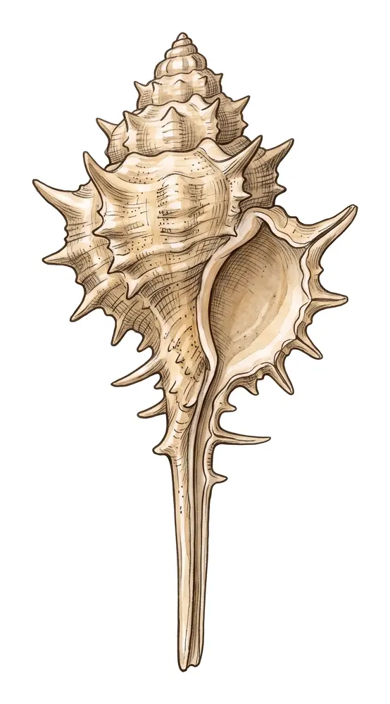 Murex, illustration naturaliste