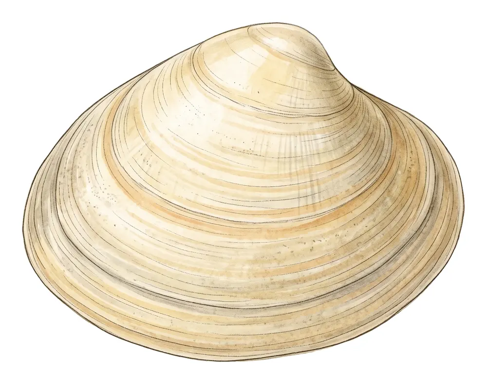 Spisule, illustration naturaliste