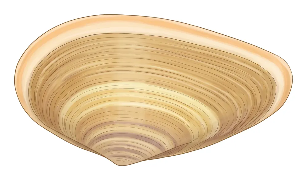 Telline, illustration naturaliste