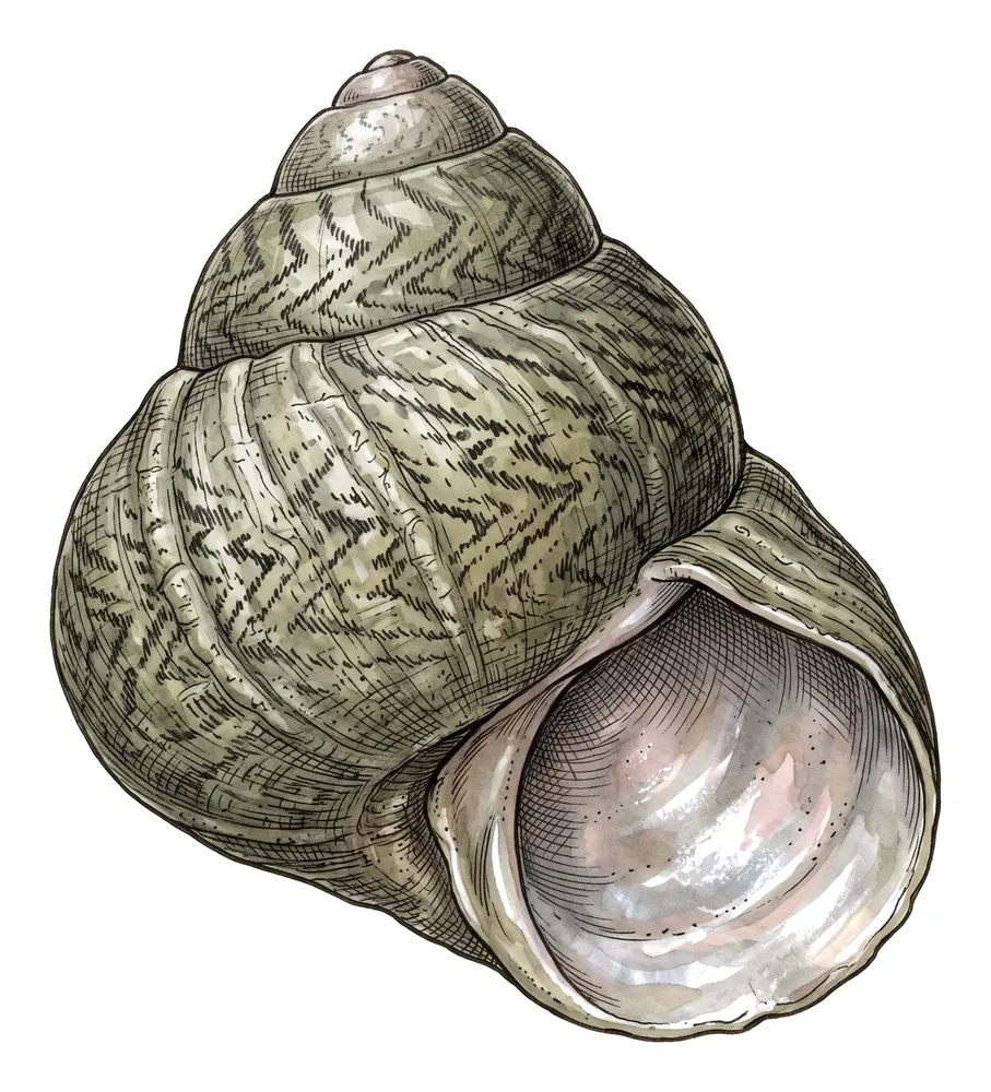 Troque, illustration naturaliste