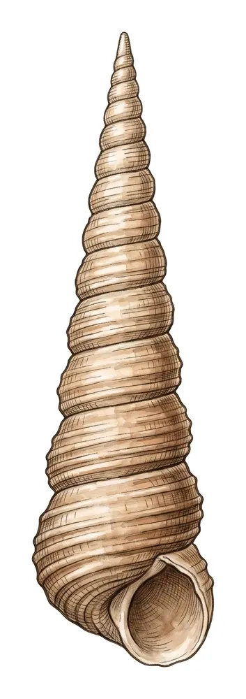 Turritelle, illustration naturaliste
