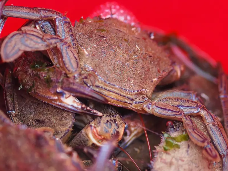 Étrilles vivantes dans un seau rouge, yeux rouges et lignes bleues sur les pattes