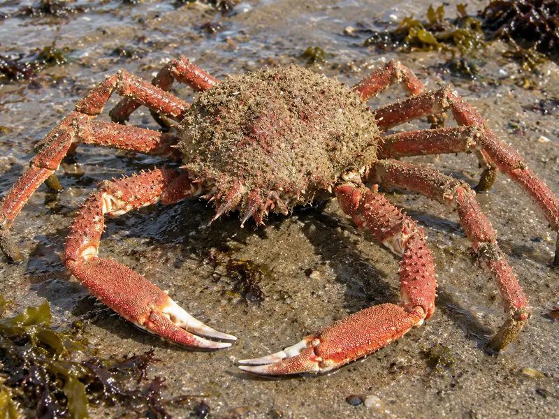Araignée de mer sur la vase entre les algues, carapace en triangle hérissée de pointes et longues pattes