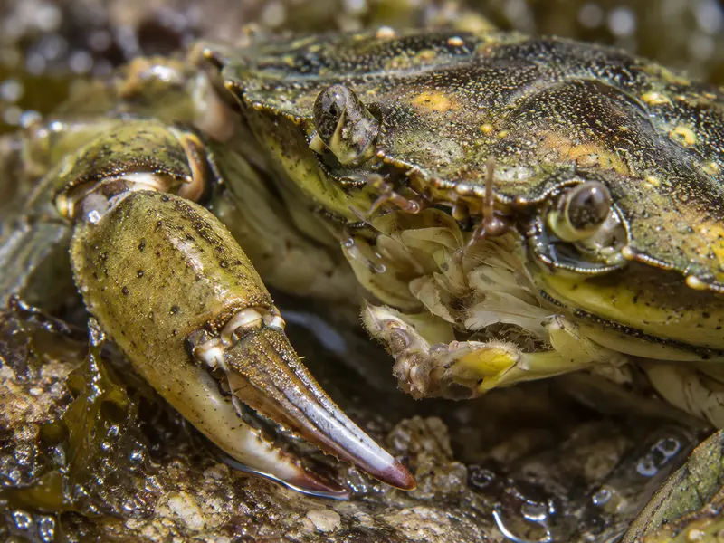 Gros plan sur la pince et les yeux d'un crabe vert posé sur la roche mouillée