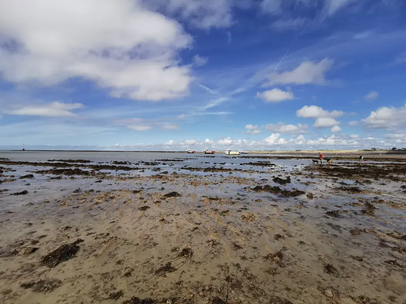 Grand estran sableux à marée basse, une famille et son chien au loin