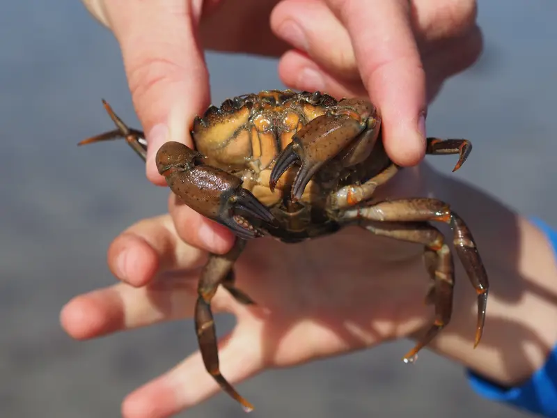 Mains d'enfant qui tiennent un crabe vert par l'arrière de la carapace, hors de portée des pinces