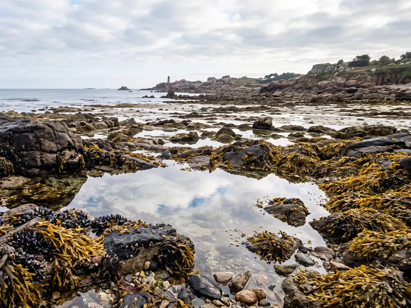 Platier rocheux découvert à marée basse, cuvettes d'eau claire entre les fucus et les moules