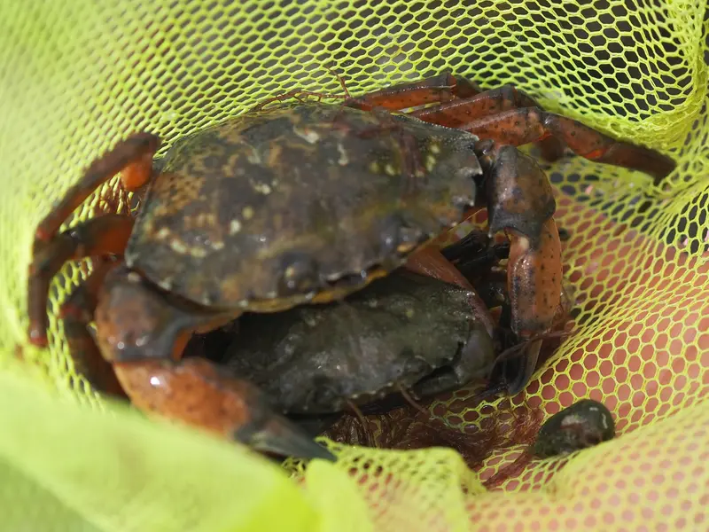 Deux crabes verts au fond d'une épuisette de plage