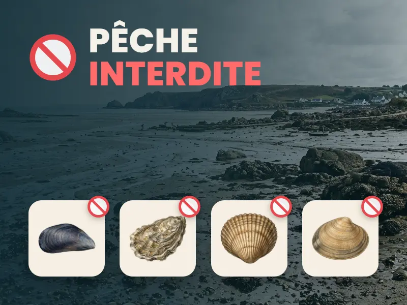 Illustration du guide Pêche À Pied Interdite, Mais Pourquoi ?