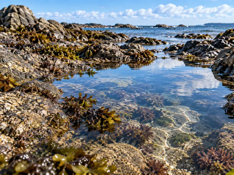 Illustration du guide Pêche À Pied Responsable, Geste Par Geste
