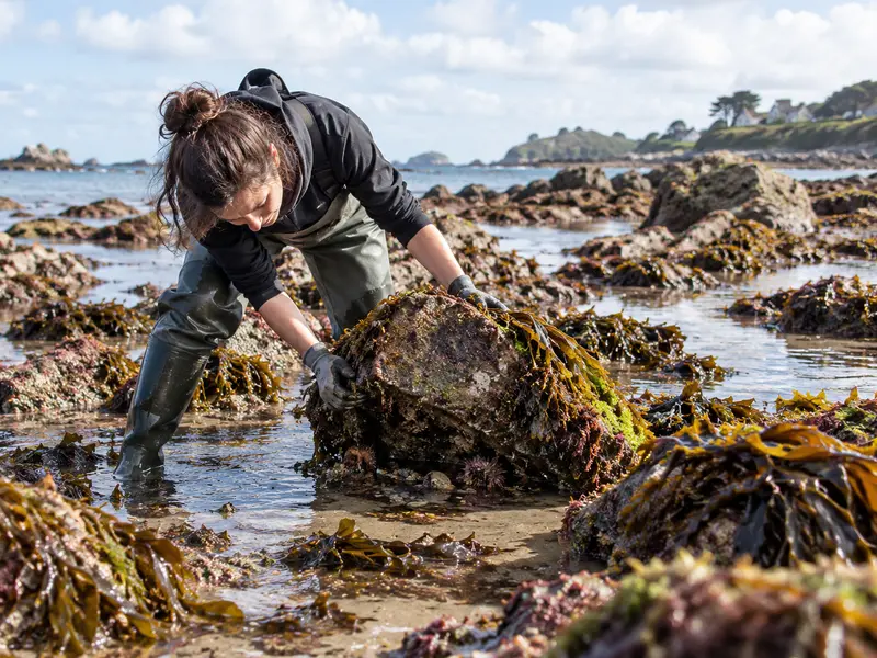 Pêcheuse gantée qui soulève un bloc couvert d'algues dans un champ de blocs découvert à marée basse