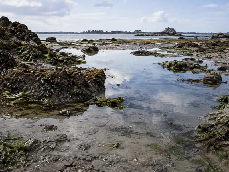 Illustration du guide Qualité Sanitaire Des Zones De Pêche À Pied