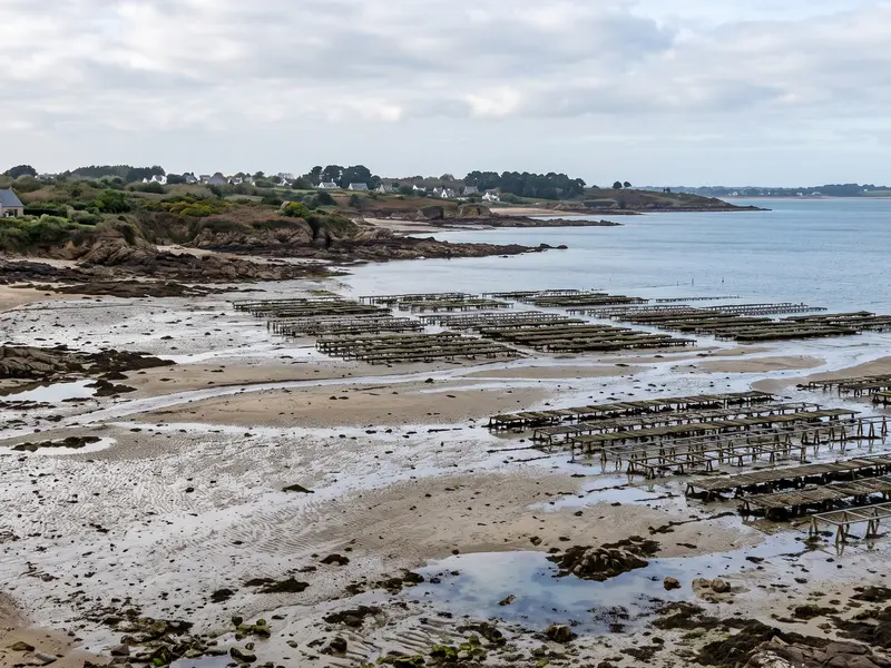 Tables ostréicoles découvertes à marée basse dans une anse, une zone de production conchylicole classée par arrêté