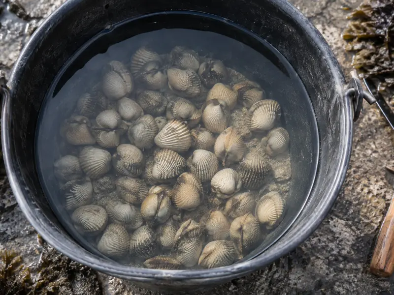 Coques qui trempent dans un seau d'eau de mer posé sur l'estran, pendant le dégorgement