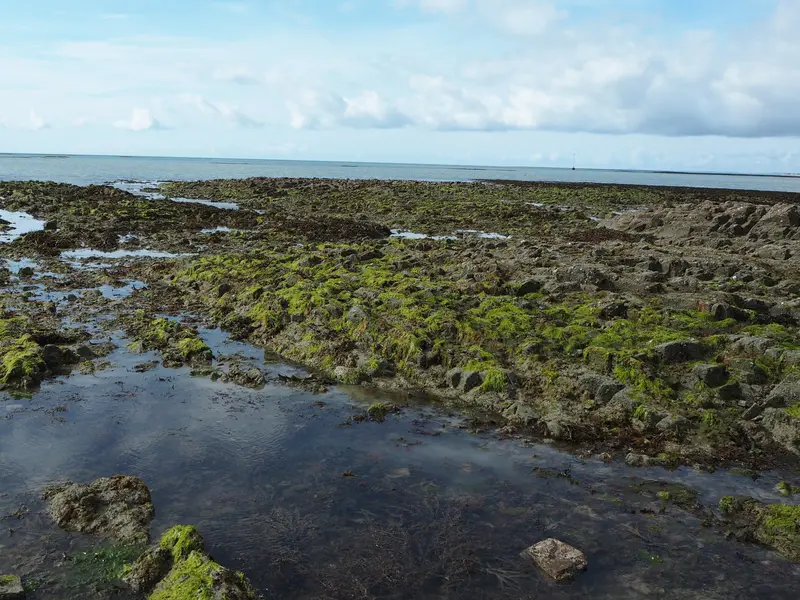 Platier rocheux couvert d'algues vertes glissantes, entre des mares, à marée basse