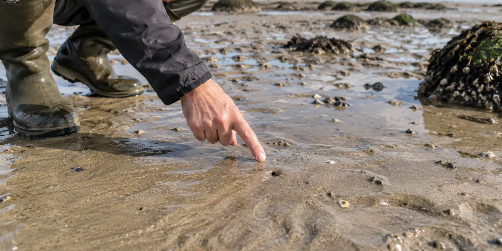 Illustration du guide Coquillage Ou Simple Ver ? 6 Trous À Reconnaître D'un Coup D'œil