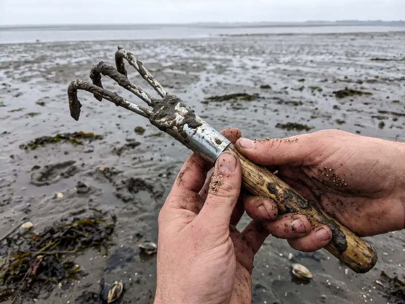 Griffe à palourdes tenue en main sur l'estran à marée basse