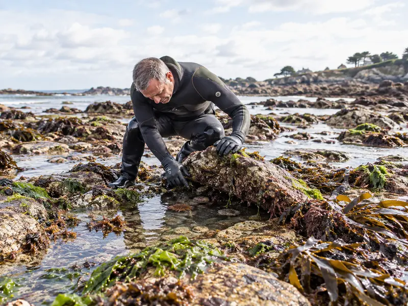 Pêcheur en combinaison néoprène et gants, accroupi pour regarder sous un rocher couvert d'algues