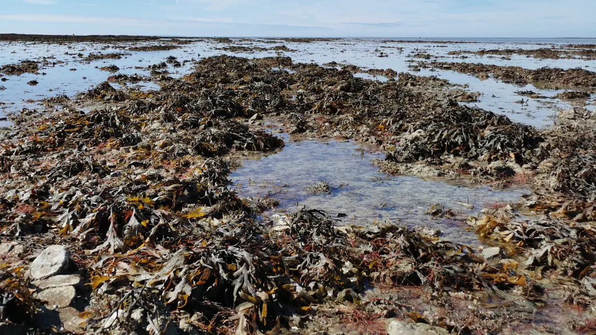 Champ de fucus et mare à marée basse sur la côte de la Manche