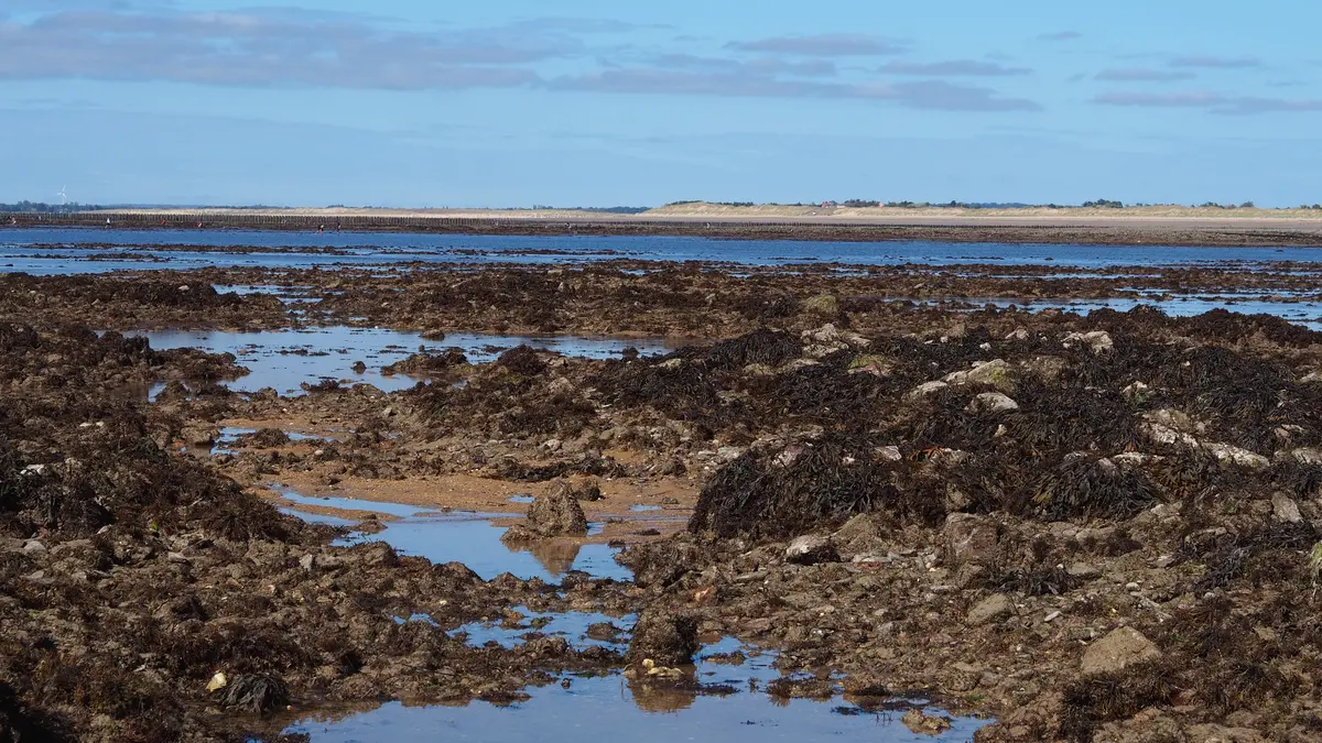 Estran rocheux couvert d'algues dans la Manche, dunes et tables ostréicoles au fond